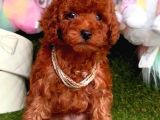 Toy Poodle Red Kore Kan Di̇şi̇