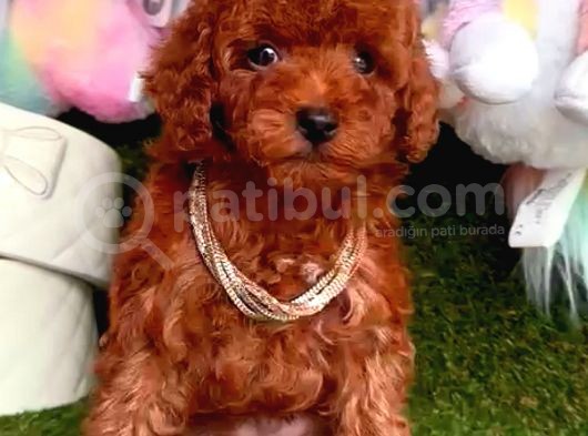 Toy Poodle Red Kore Kan Di̇şi̇ görsel