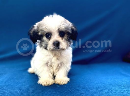 0 Numr Morkie Oğlumuz