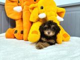 Nadir Renk Phantom Toy Garantili Dişi Toy Poodle