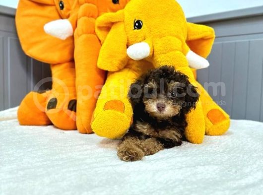 Nadir Renk Phantom Toy Garantili Dişi Toy Poodle görsel