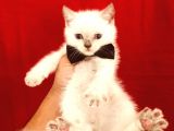 british shorthair çikolata point 2 aylık yavrular 