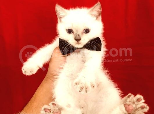 British Shorthair Çikolata Point 2 Aylık Yavrular 