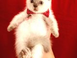 British Shorthair Çikolata Point 2 Aylık Yavrular 