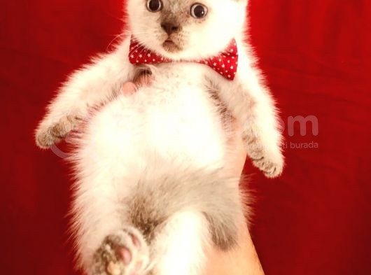 British Shorthair Çikolata Point 2 Aylık Yavrular  görsel