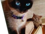 British Shorthair Çikolata Point 2 Aylık Yavrular 
