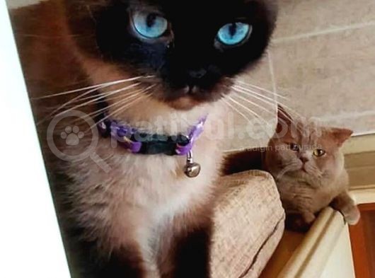 British Shorthair Çikolata Point 2 Aylık Yavrular  görsel