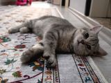 British Shorthair Çikolata Point 2 Aylık Yavrular 
