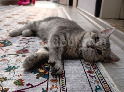 British Shorthair Çikolata Point 2 Aylık Yavrular  görsel