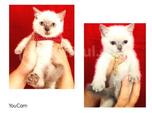British Shorthair Çikolata Point 2 Aylık Yavrular  görsel