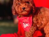 Kore Kan Red Erkek Toy Poodle