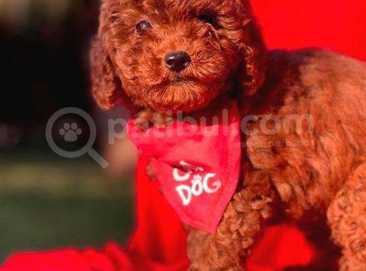 Kore Kan Red Erkek Toy Poodle görsel