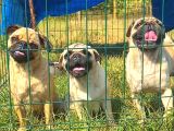 PUG MOPS GÜL KUYRUK