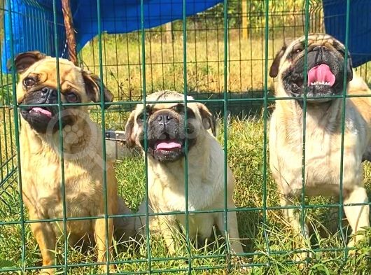Pug Mops Gül Kuyruk
