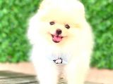 TEDDY FACE ERKEK POMERANİAN