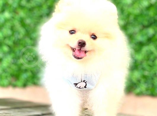 Teddy Face Erkek Pomerani̇an