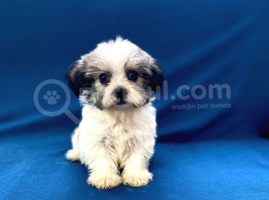 0 Numr Morkie Oğlumuz görsel