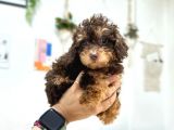 Nadir Renk Phantom Toy Garantili Dişi Toy Poodle