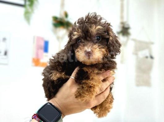 Nadir Renk Phantom Toy Garantili Dişi Toy Poodle görsel