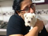 Tea cup maltese terrier bebeklerim