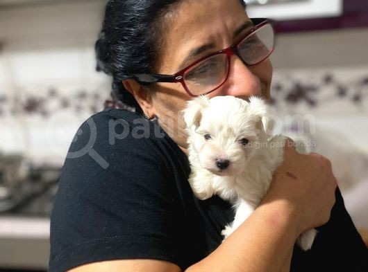 Tea Cup Maltese Terrier Bebeklerim