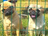 Pug Mops Gül Kuyruk