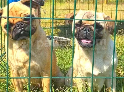 Pug Mops Gül Kuyruk görsel