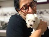 Tea Cup Maltese Terrier Bebeklerim