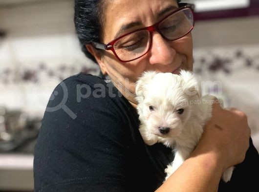 Tea Cup Maltese Terrier Bebeklerim görsel