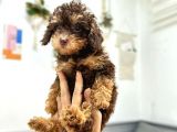 Nadir Renk Phantom Toy Garantili Dişi Toy Poodle
