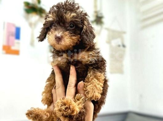 Nadir Renk Phantom Toy Garantili Dişi Toy Poodle görsel