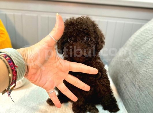 Orjinal Toy Garantili Çikolata Erkek Poodle görsel
