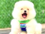 Ayicik Pomerani̇an Boo