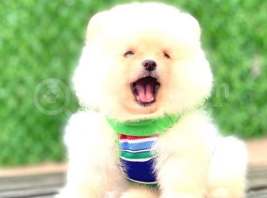 Ayicik Pomerani̇an Boo görsel