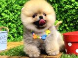 Irk ve sağlık garantili Pomeranian Boo