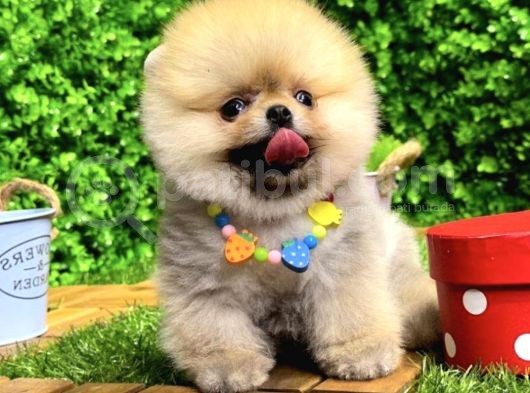 Irk Ve Sağlık Garantili Pomeranian Boo