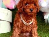 Toy Poodle Red Kore Kan Di̇şi̇