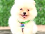 AYICIK POMERANİAN BOO