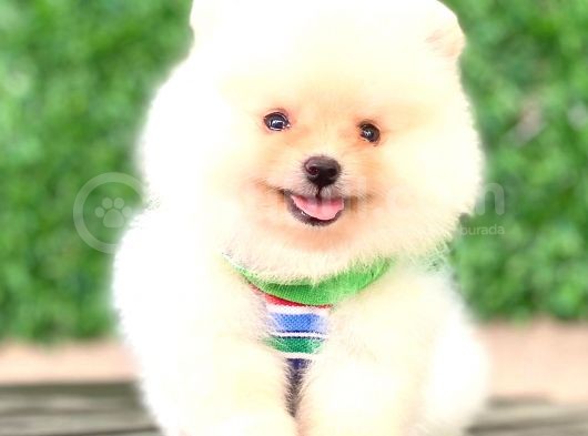Ayicik Pomerani̇an Boo