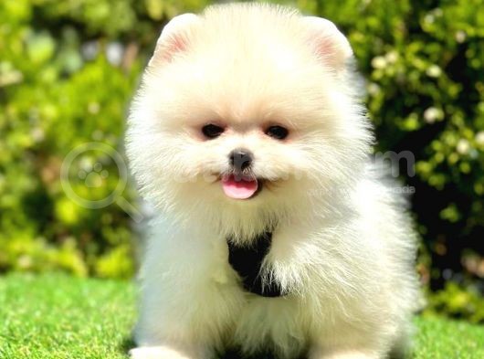 AYICIK SURATLI POMERANİAN BOO YAVRULARIMIZ