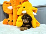 Nadir renk phantom toy garantili dişi toy poodle