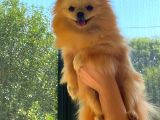 KREM YETİŞKİN POMERANİAN BOO