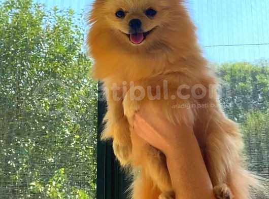 Krem Yeti̇şki̇n Pomerani̇an Boo