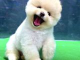 Irk Ve Sağlık Garantili Pomeranian Boo