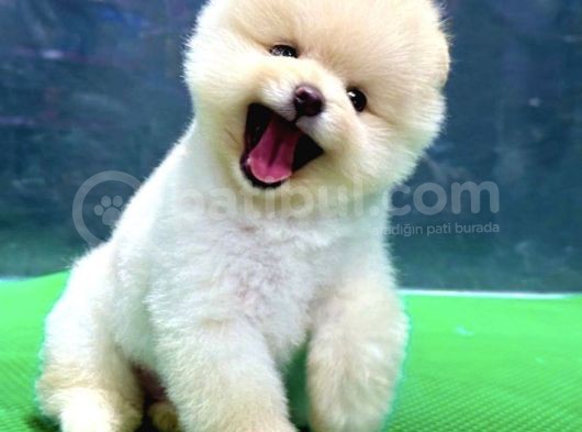 Irk Ve Sağlık Garantili Pomeranian Boo görsel