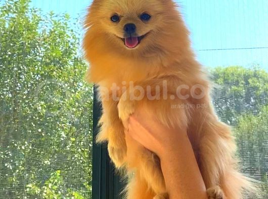 Krem Yeti̇şki̇n Pomerani̇an Boo görsel