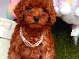 TOY POODLE RED KORE KAN DİŞİ