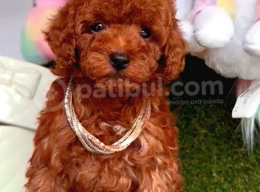Toy Poodle Red Kore Kan Di̇şi̇