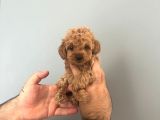 Irk Ve Sağlık Garantili Maltipoo