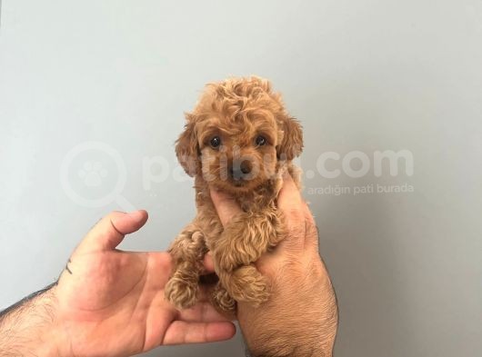 Irk Ve Sağlık Garantili Maltipoo
